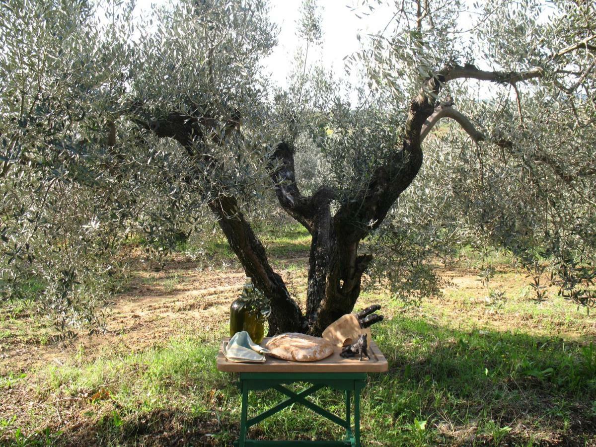 Agriturismo Le Cerbonche Pensionat Rosignano Marittimo Eksteriør billede