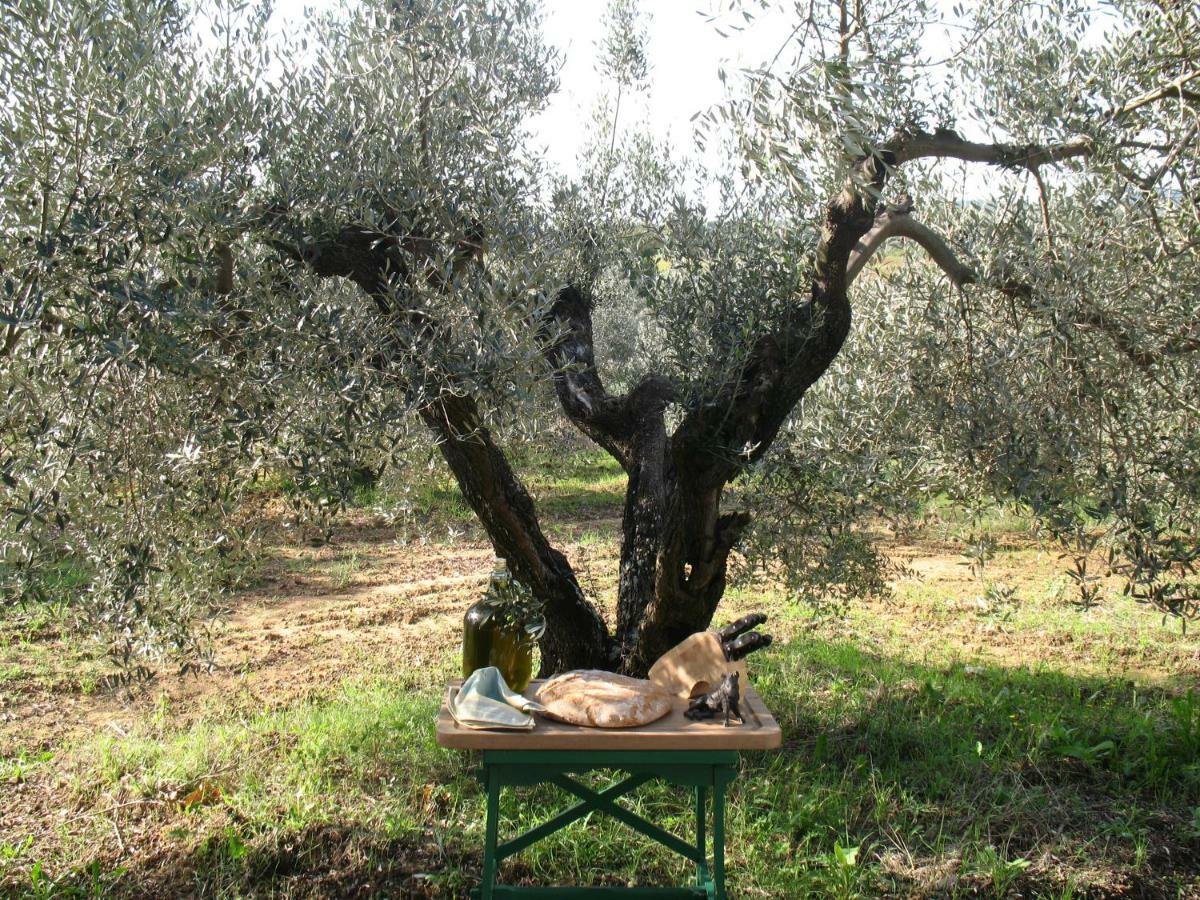 Agriturismo Le Cerbonche Rosignano Marittimo Eksteriør billede